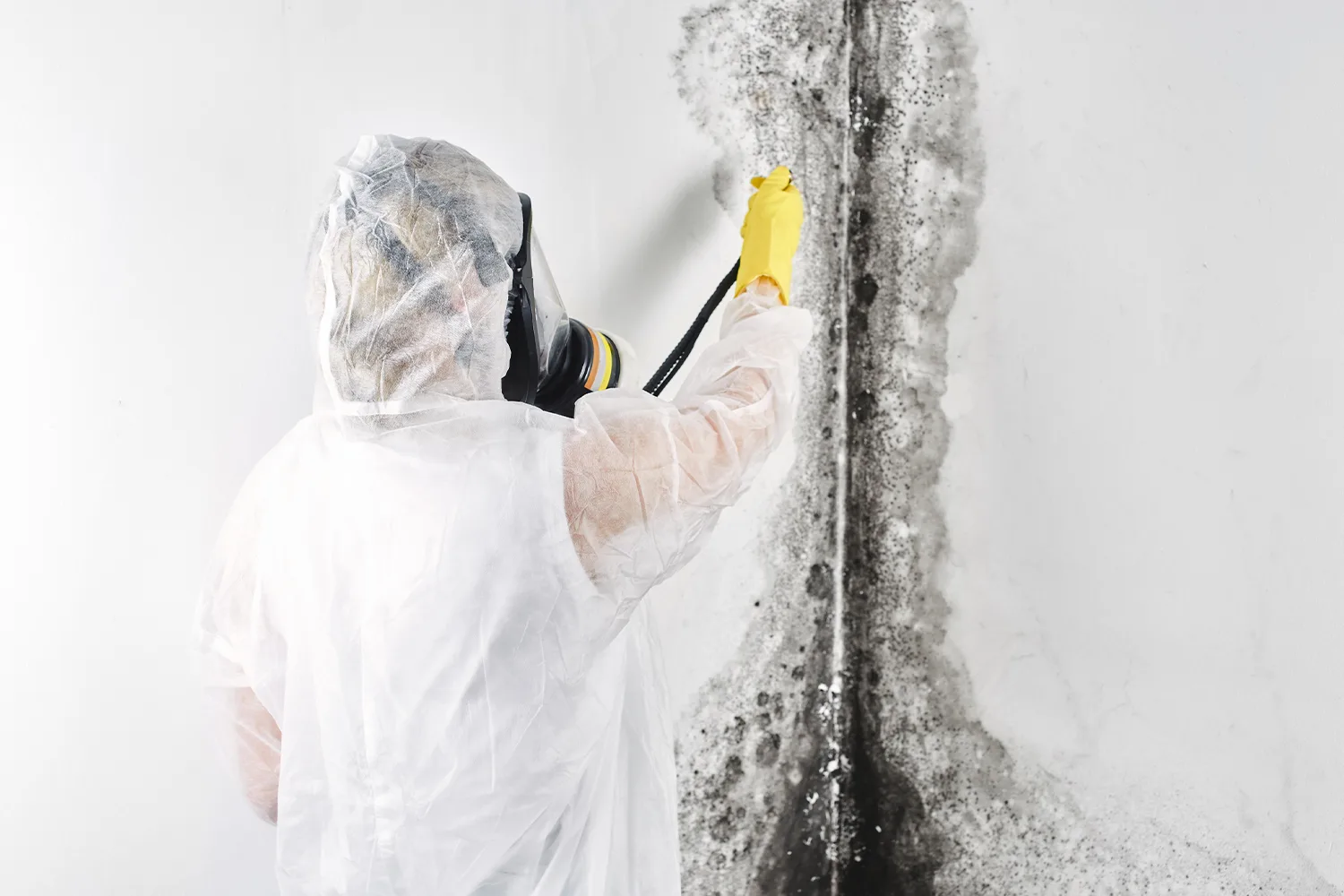 Dark mold growth spreading across an interior wall