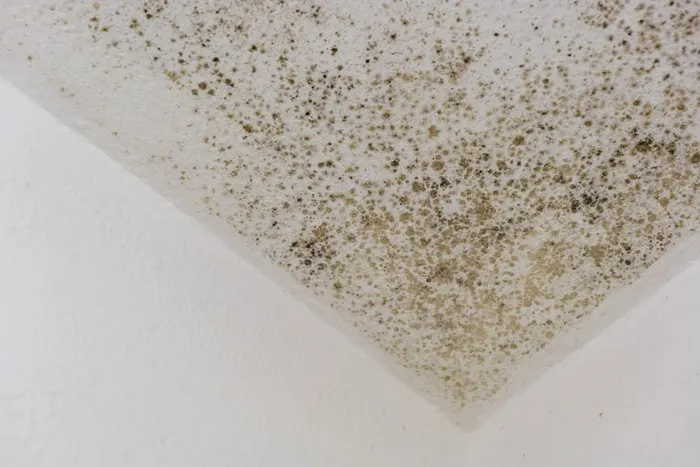 Mold Removal Services